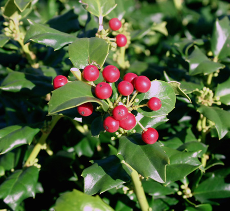 China Girl Holly | Payne Nursery