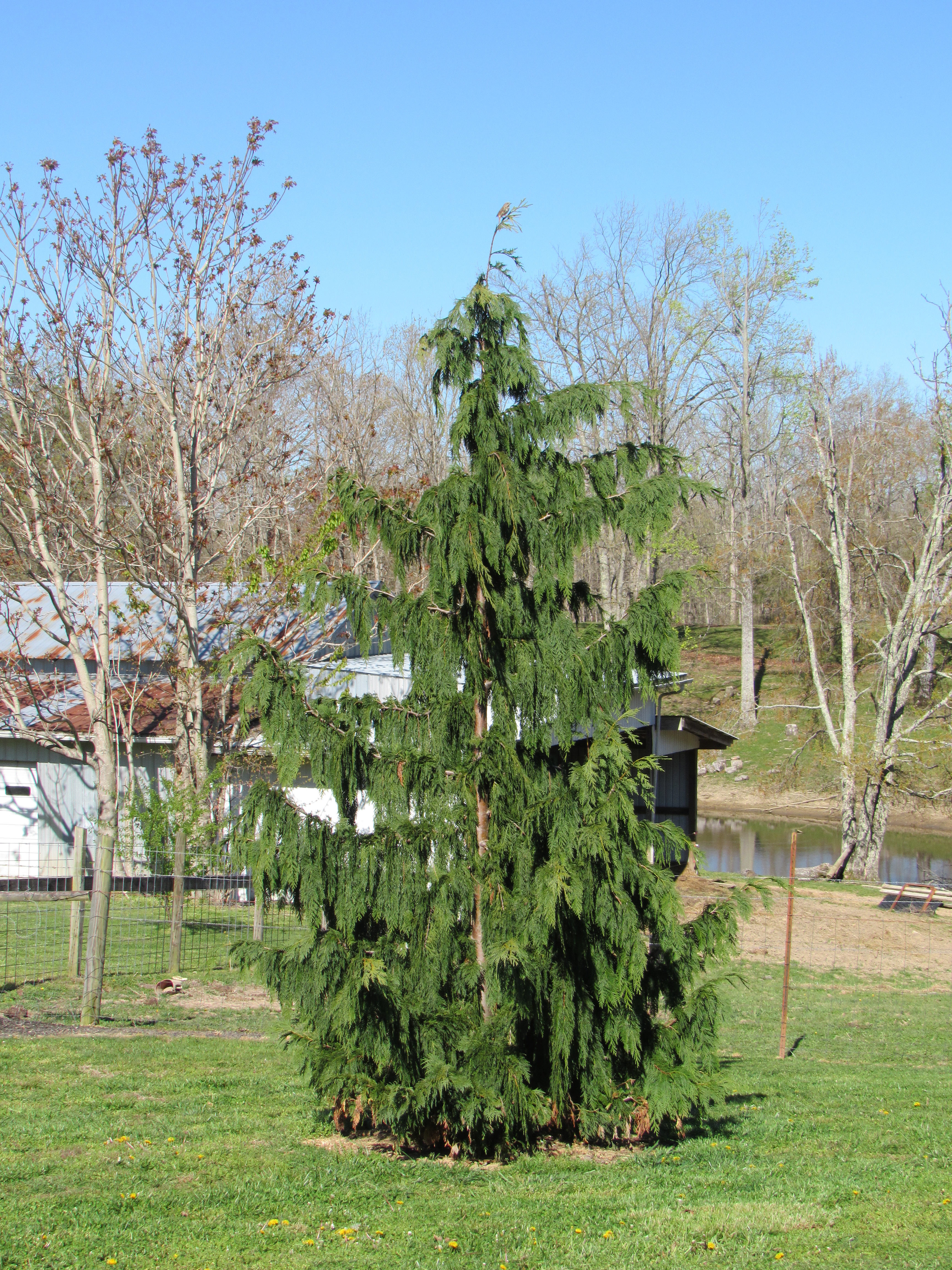 Weeping Alaskan Cypress