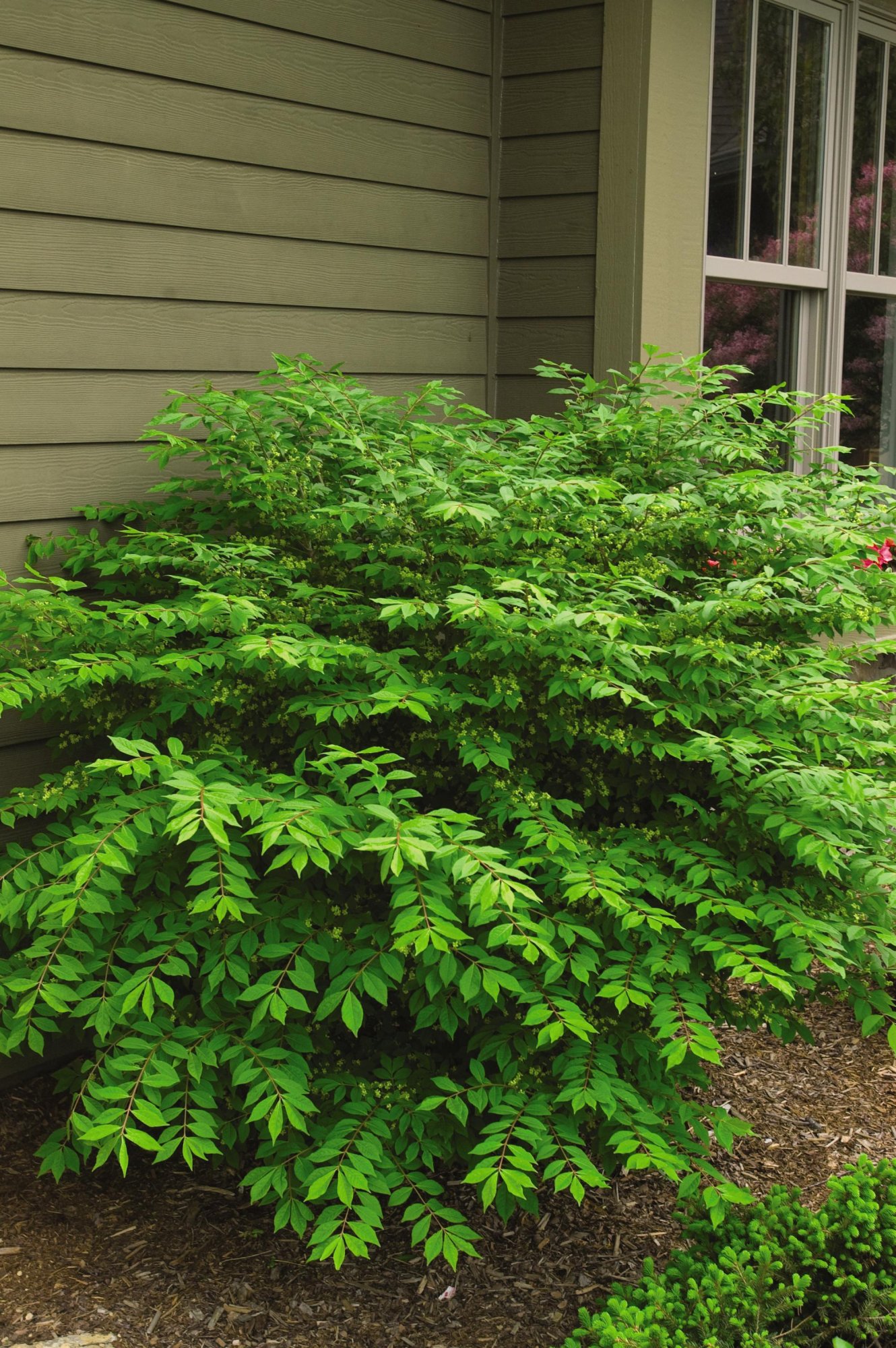 Dwarf Burning Bush Size