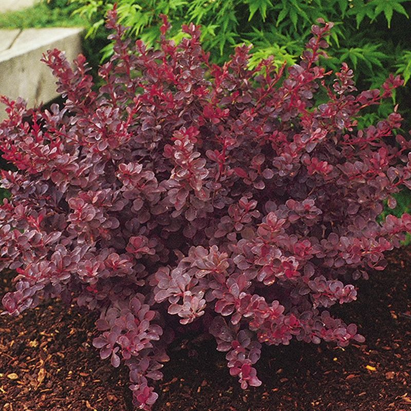 Royal Burgundy Barberry | Payne Nursery