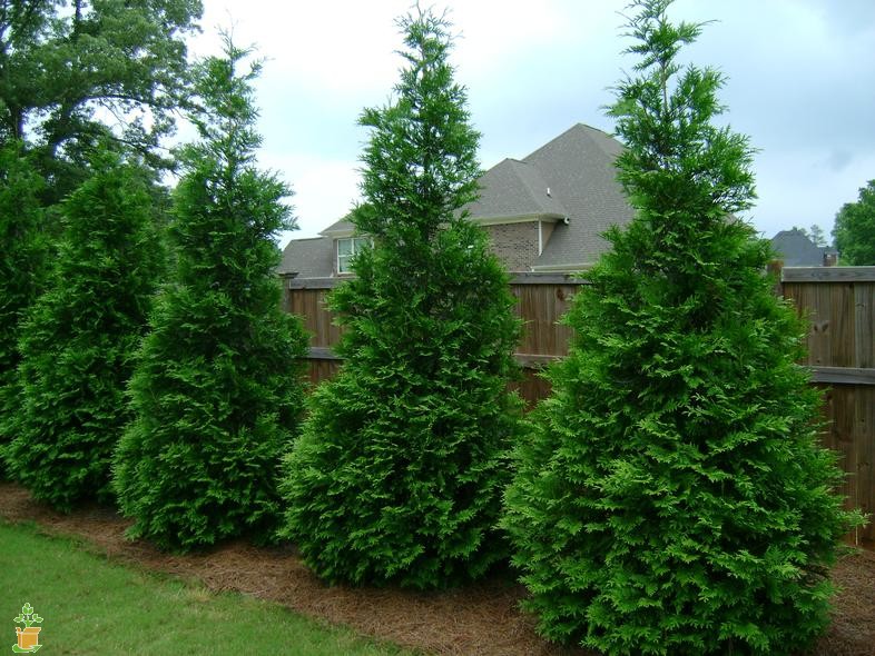 Green Giant Cedar - Clearview Nursery Green Giant Cedar