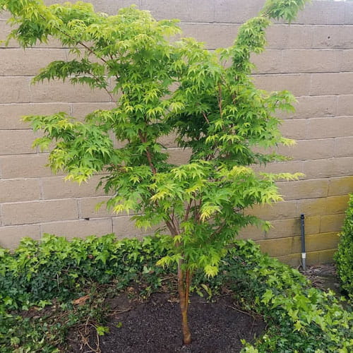 Coral Bark Jap. Maple | Payne Nursery