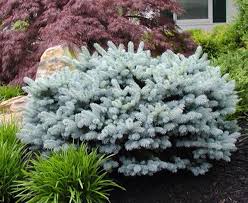 Globosa Blue Spruce Low Graft | Payne Nursery